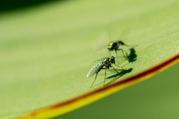 fotografia macro de pequeñas moscas sobre hoja verde