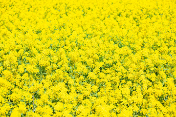 菜の花