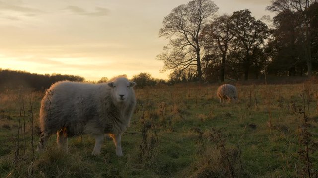 Slow motion herdwick sheep breathing on a cold day in British farm field 
