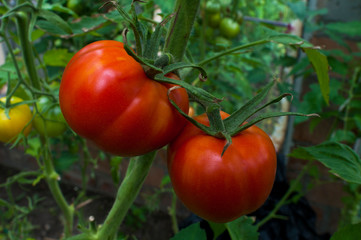 delicious and red tomatoes natural