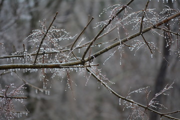 frost on branches