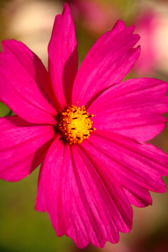 cosmea  eine bl&uuml;te