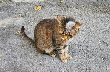 Sick cat with shingles on his bald head on the street.