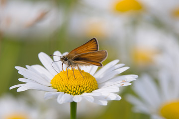Close Up Beautiful flowers beautiful butterflies.Delicate beautiful light green natural summer spring background pattern with daisies and a white butterfly macro. copy space 