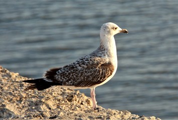 a seagull sitting on a stone