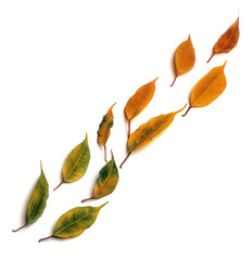 Isolated colorful autumn leaves located in diagonally a line on the white background.