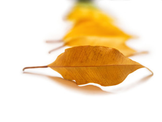 Isolated colorful autumn leaves located in a vertical line on the white background. Special defocusing of distant objects.