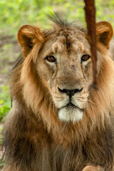 Obraz na płótnie Canvas king of the jungle lion