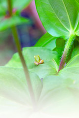 frog on a leaf