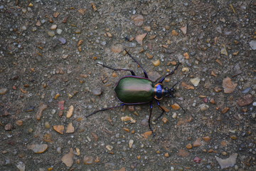 green beetle on a stone