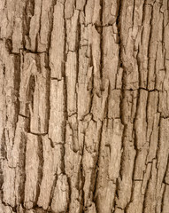 Obraz premium bark texture of a tree