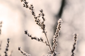 Dry grass in winter forest covered with hoarfrost close up