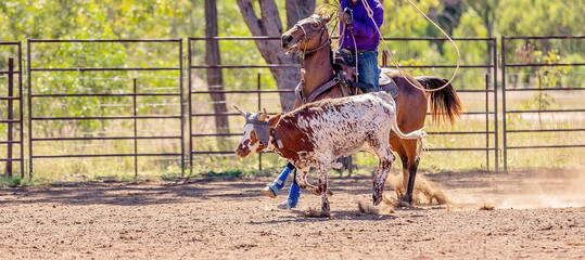 Australian Team Calf Roping At Country Rodeo