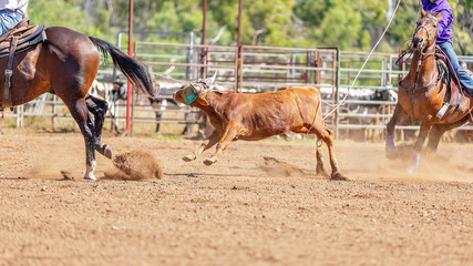 Australian Team Calf Roping At Country Rodeo