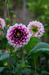 Beautiful burgundy flowers with a white dahlia on a bush in the garden.