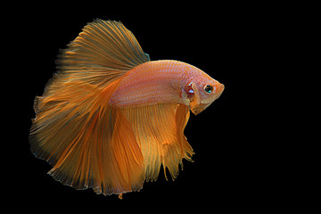 Beautiful Rhythmic of Siamese fighting fish, Betta fish, Betta splendens (Yellow Halfmoon) isolated on black background with clipping path.