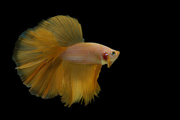 Beautiful Rhythmic of Siamese fighting fish, Betta fish, Betta splendens (Yellow Halfmoon) isolated on black background with clipping path.