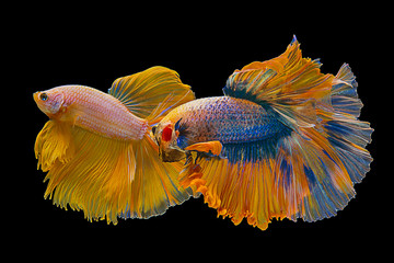 Beautiful Rhythmic of two yellow Siamese fighting fish, Betta fish, Betta splendens (Yellow Halfmoon) isolated on black background with clipping path.