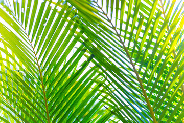 Coconut leaves, beautiful palm leaves against a natural background