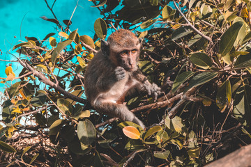 Obraz premium Animal