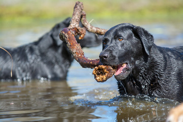 black Labrador retriever dog playing with stick in the water