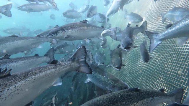 Salmon fish farm underwater good visibility