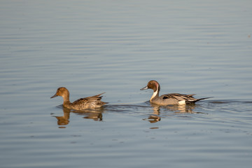 Northern Pintail duck drake males swimming along side female in wetland water