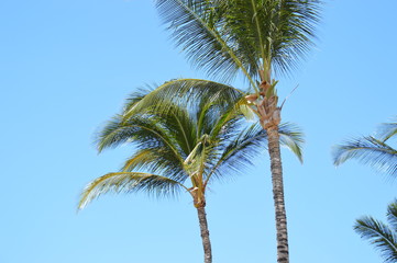ハワイのヤシの木