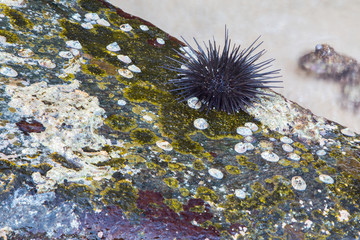     A sea urchin sits on a rock by the sea during the day.Horizontally.