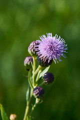 Thistle meadow