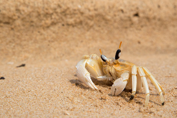 Small crab coarsely on the yellow sand on the beach. Southeast Asia.Horizontally.