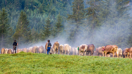 Viehscheid - Allgäu - morgens - Nebel - Herde