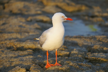 ニューカレドニアのウミネコ