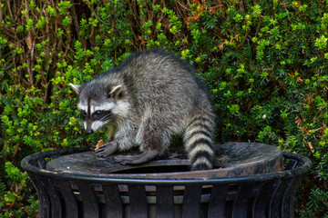 Raccoons (Procyon lotor) eating garbage or trash in a can invading the city in Stanley Park, Vancouver British Columbia, Canada. © KingmaPhotos