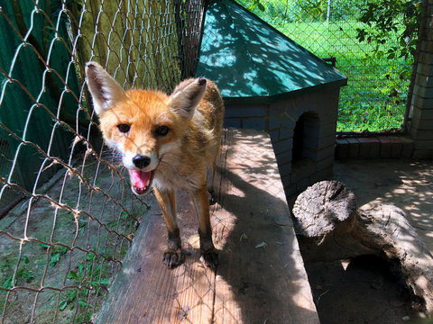The red fox (Vulpes vulpes), Der Fuchs or Crvena Lisica
