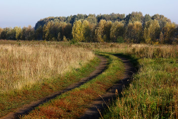 a winding road in a summer field with a forest on the horizon