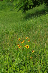 草むらに生えた黄色い花