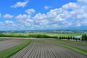 Naklejka premium 十勝連峰をバックに広がる広大な大地の情景＠富良野、北海道