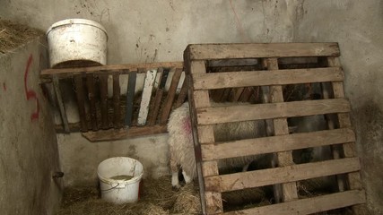 Handheld, medium close up shot of a sheep standing behind a wooden crate in a barn. - Powered by Adobe