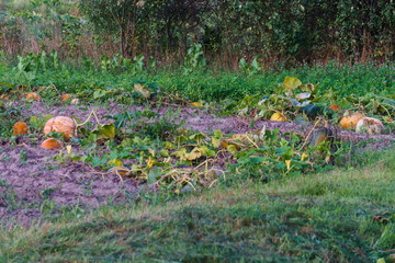 Pumpkins scattered on the field at an eco farm.
