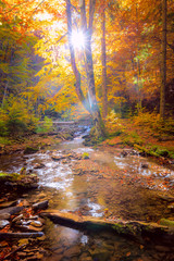 Autumn Morning in wild forest with real sun, colorful big trees and fast mountain river