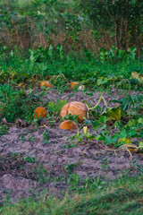 Fototapeta na wymiar Pumpkins scattered on the field at an eco farm.