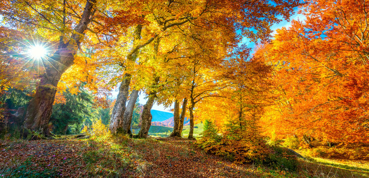 Autumn landscape - tall forest golden trees with sunlight, panoramic