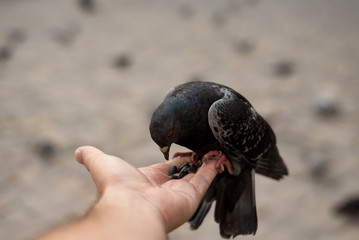 male hand, a dove sits on it and eats seeds