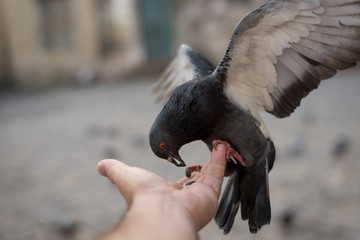 A pigeon sits on a man hand and eats grain from the palm of his hand. Feeding pigeons outdoors.