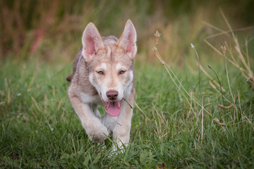 Saarloos Wolfhund Saarlooswolfhund Welpe