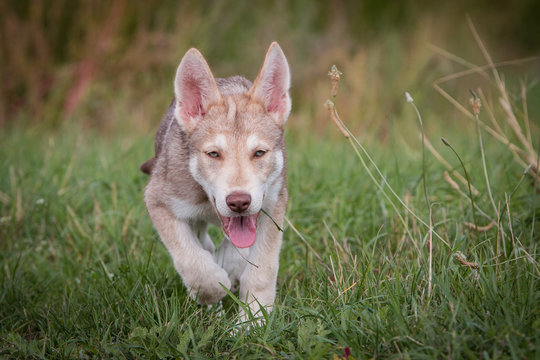 Saarloos Wolfhund Saarlooswolfhund Welpe