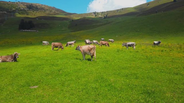 Cows Shot in Austria mountain in 4K