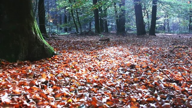 Ultra low moving shot of a forest floor with leaves in Autumn with sun rays shining through.
