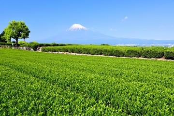 Fototapeta na wymiar 富士山と茶畑
